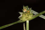 Asian spikesedge